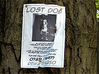 ztracený pes