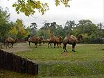 Velbloudi ZOO Praha