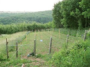 Nově vysázená vinice v lokalitě Kučovaniny, jsou zde sazenice odrůd Laurot (220 ks), Svatovavřinecké (25 ks) a Zweigeltrebe (25 ks).