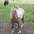 Horses english village