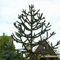 monkey puzzle tree Cowley Oxford
