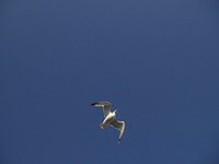 Brighton seagull