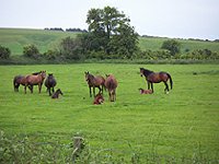 Horses