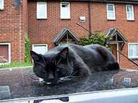 car cat england