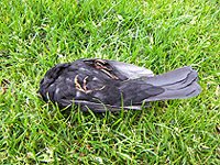 dead bird england