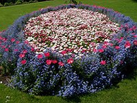 ornamental plants