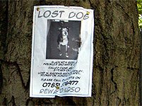 Enland lost dog