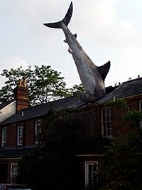 Headington real shark