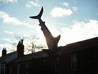 Shark Headington